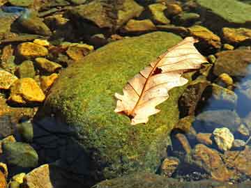 澳門(mén)管家婆與肖一碼，獨(dú)特的視角與精準(zhǔn)的判斷力